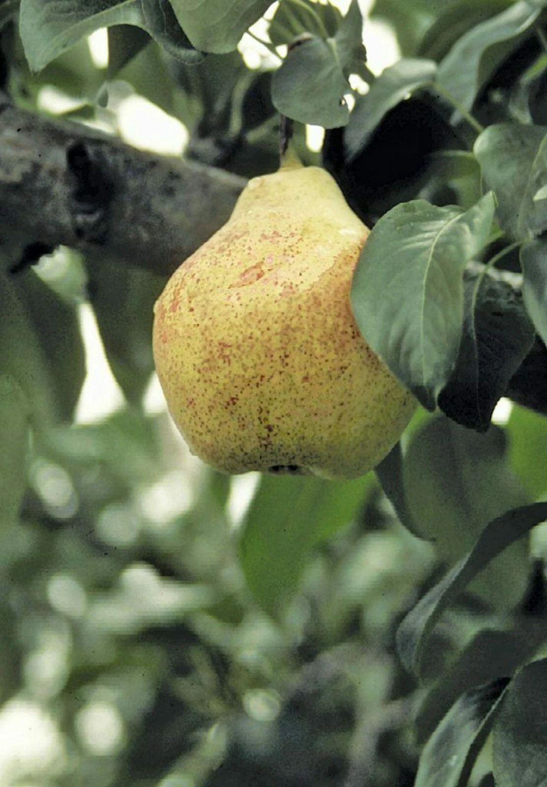 Pear Tree Cuttings – 12 Fresh Organic Scions for Grafting or Rooting, Live Pyrus Wood (No Roots)