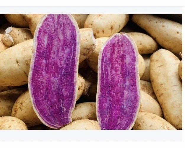 Okinawa Purple Sweet Potato Slips for Planting – 15 Unrooted Ipomoea batatas Cuttings