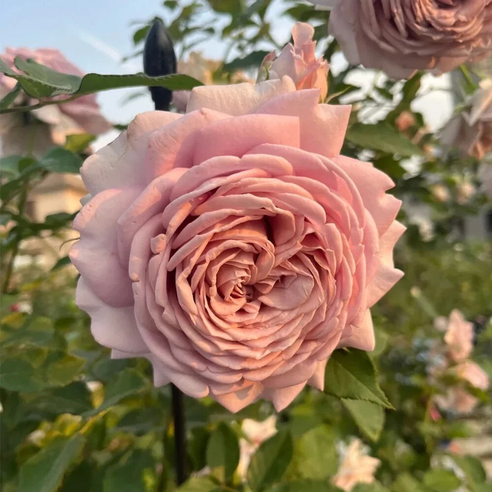 Miyabi Cha Rose Cuttings – 3 Fresh Unrooted Stems for Rooting or Grafting – Rare Garden Rose Variety