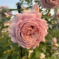 Miyabi Cha Rose Cuttings – 3 Fresh Unrooted Stems for Rooting or Grafting – Rare Garden Rose Variety