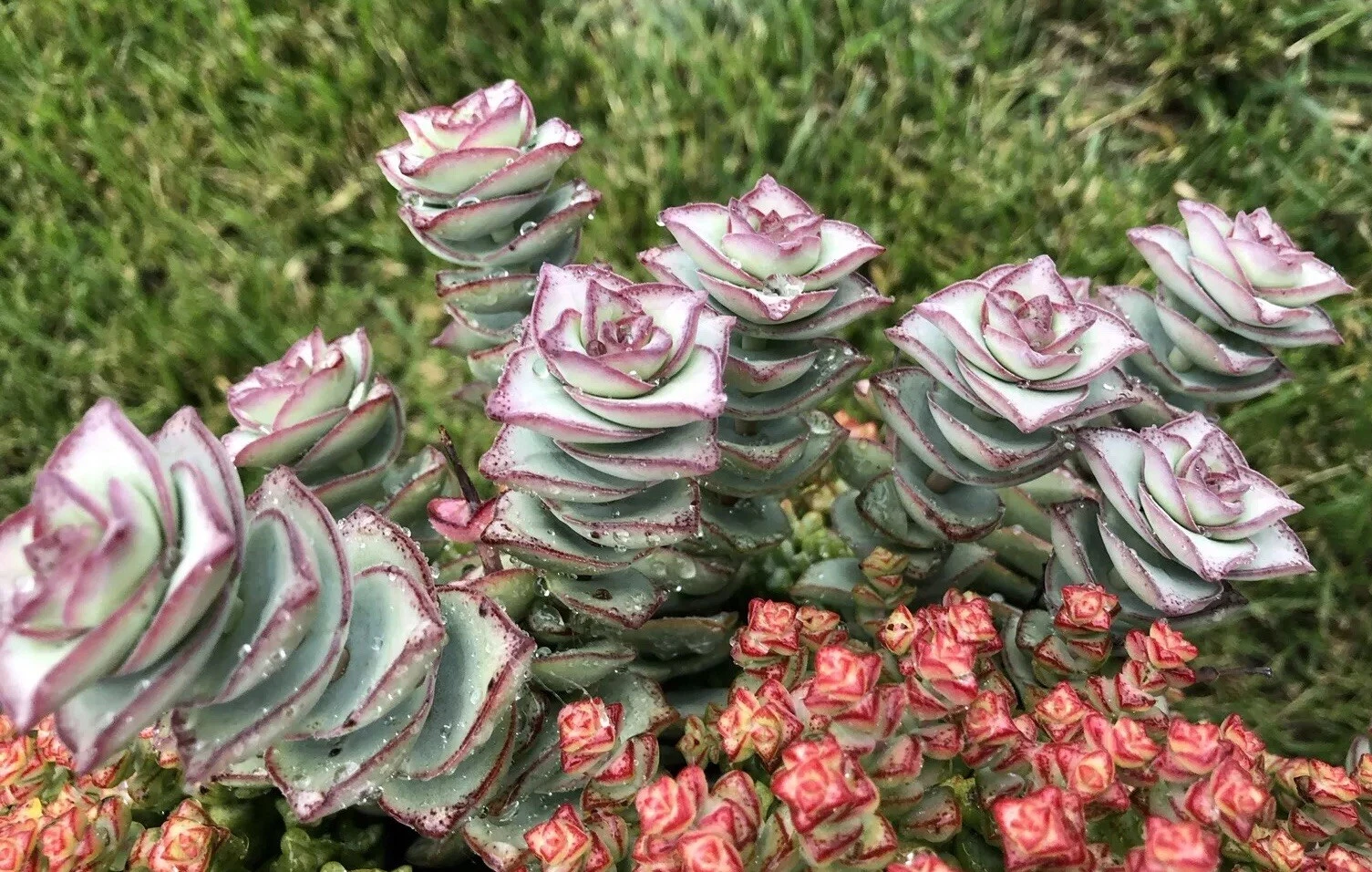 Crassula Perforata ‘String of Buttons’ – 2 Fresh 3–4" Cuttings, Live Succulent Stems for Rooting, Easy Indoor or Outdoor Grower