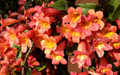 Tangerine Beauty Crossvine – Bignonia Capreolata Rooted Starter Plant, Evergreen Climbing Vine for Garden