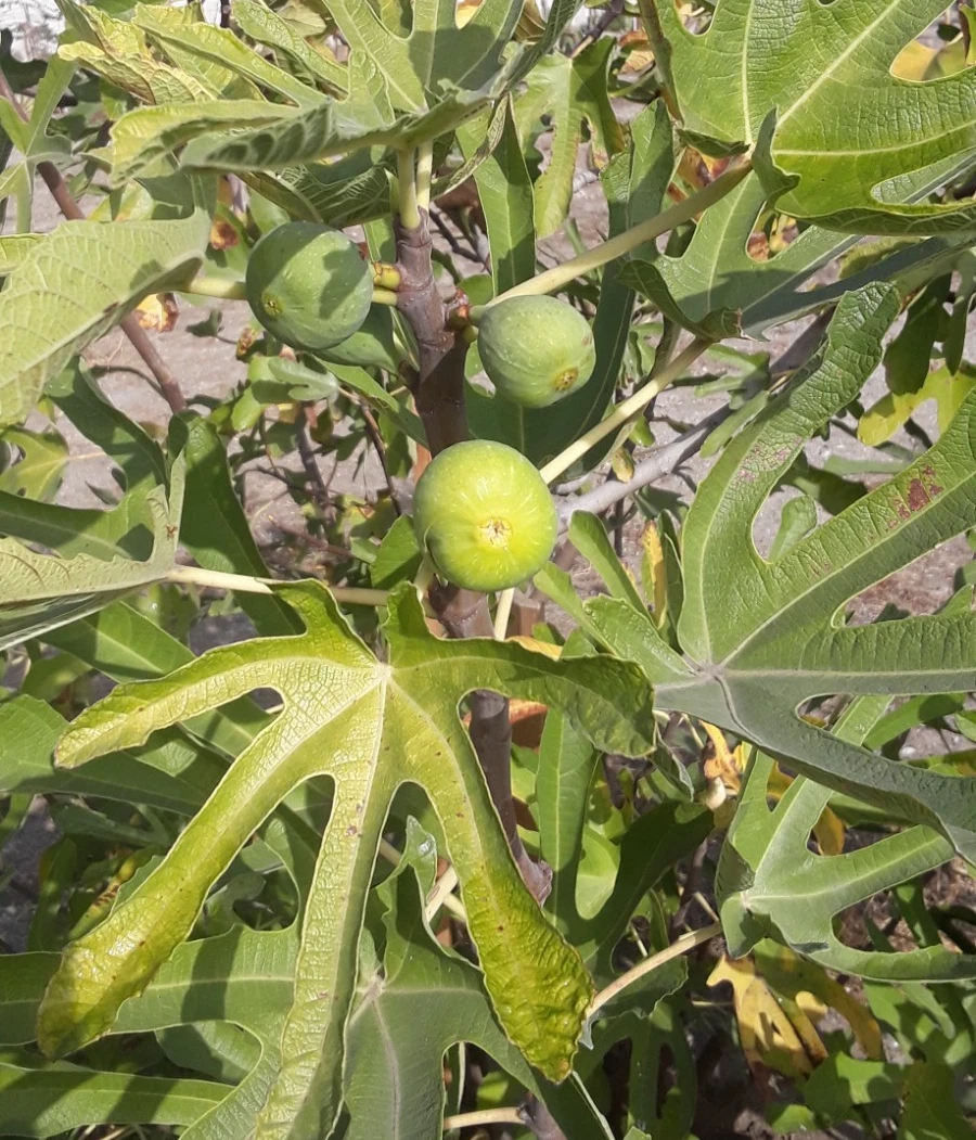 Tena Fig Cuttings – 7 Fresh Ficus carica Fruit Tree Cuttings, Garden or Container Fig Plant for Propagation