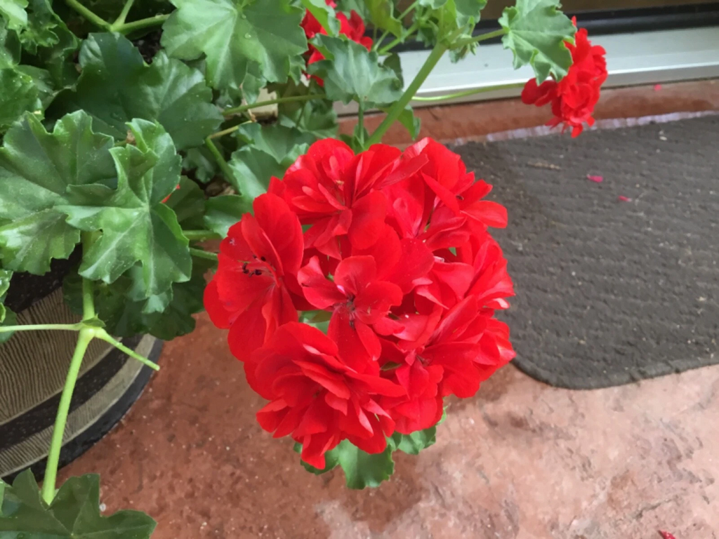 Geranium ‘Mountie Red’ Cuttings – 6 Live Pelargonium Sport Stems for Rooting – Vibrant Red Blooms