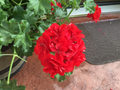 Geranium ‘Mountie Red’ Cuttings – 6 Live Pelargonium Sport Stems for Rooting – Vibrant Red Blooms