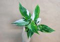 Philodendron White Princess – Live Variegated Aroid in 4” Pot, Rare Collector Houseplant with Pink & White Variegation
