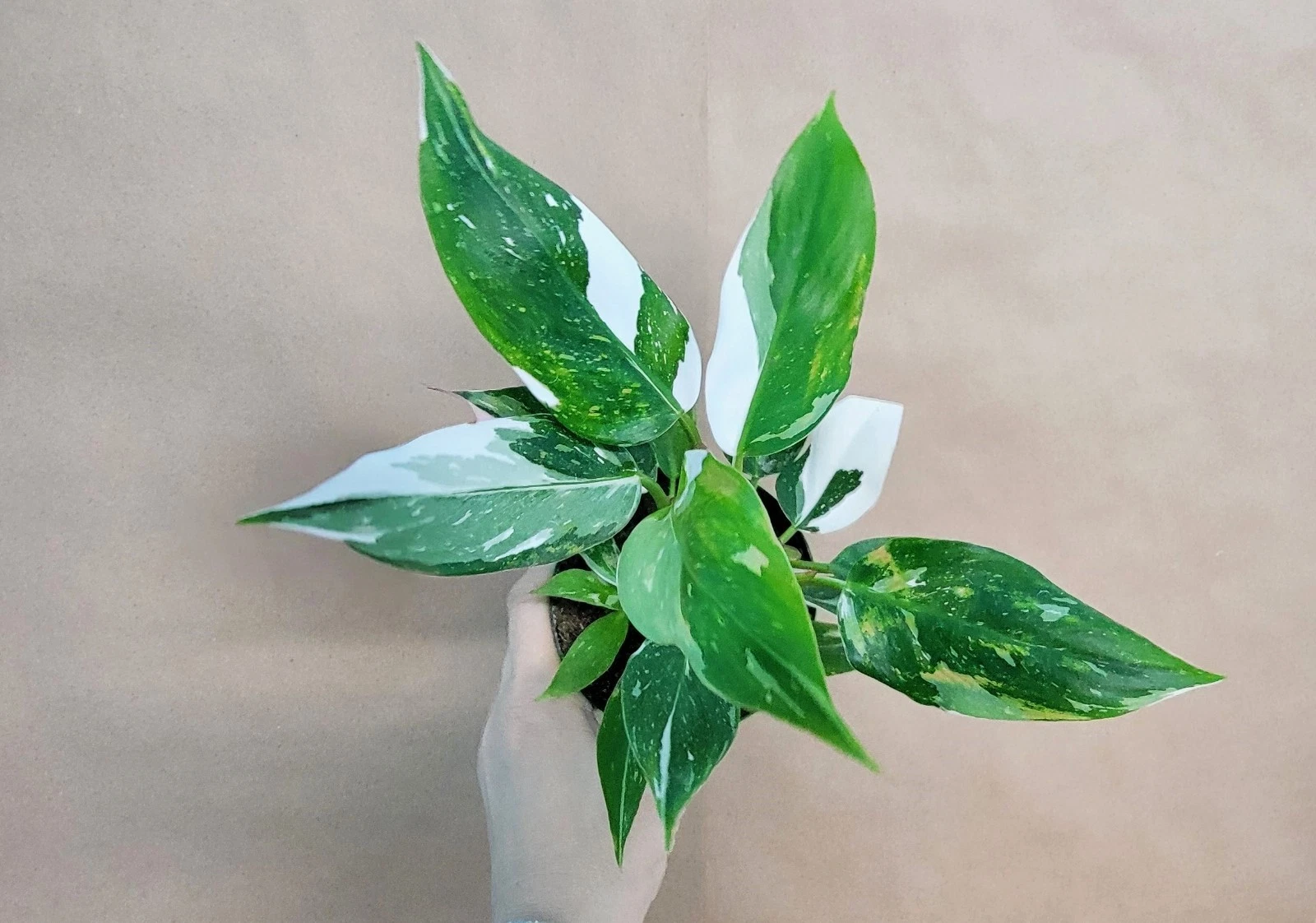 Philodendron White Princess – Live Variegated Aroid in 4” Pot, Rare Collector Houseplant with Pink & White Variegation