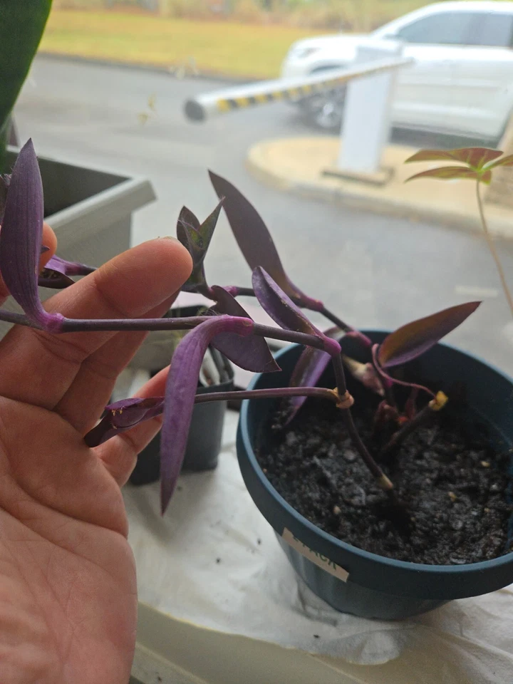 Purple Heart Wandering Jew Live Cuttings – 5+ Tradescantia pallida Purpurea Plant Stems, Purple Foliage Starter