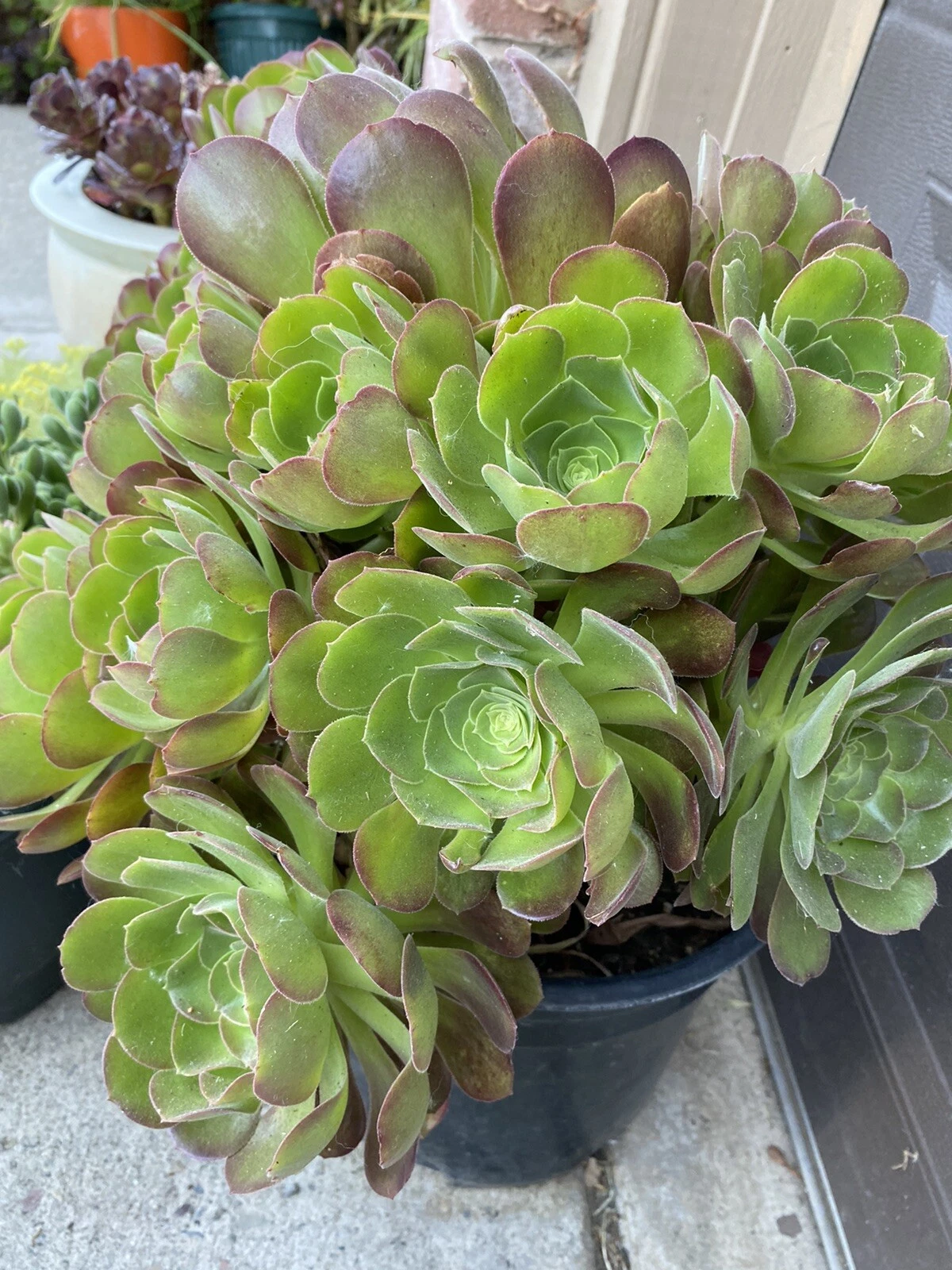 Aeonium Succulent Cuttings – 5 Pieces, 3 Inch Wide Rosettes – Fresh Mixed Aeonium Starter Cuttings