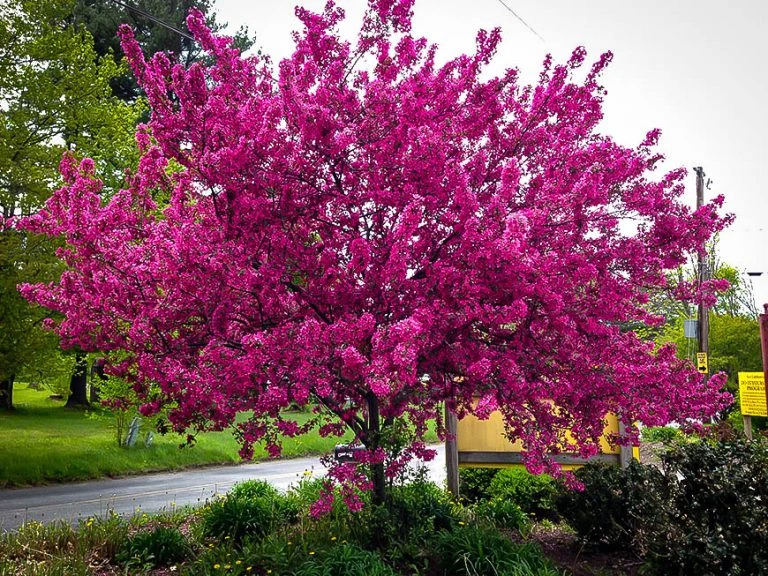 Prairifire Crabapple Scion Wood – 6 Hardwood Cuttings 15–20 cm – Malus Prairifire Grafting Scions