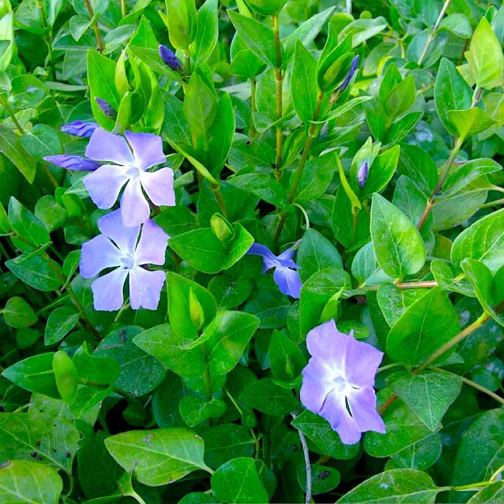 Vinca Major Periwinkle Rooted Cuttings – 10 Live Groundcover Plants 5–10 Inches Long for Garden Use