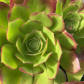Aeonium Green Red – Two 3–5in Succulent Cuttings, Live Aeonium Starter Stems for Rooting and Garden Projects