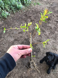 Wonderful Pomegranate – Set of 3 Rooted Cuttings, Punica Granatum Starts for Garden or Patio Growing