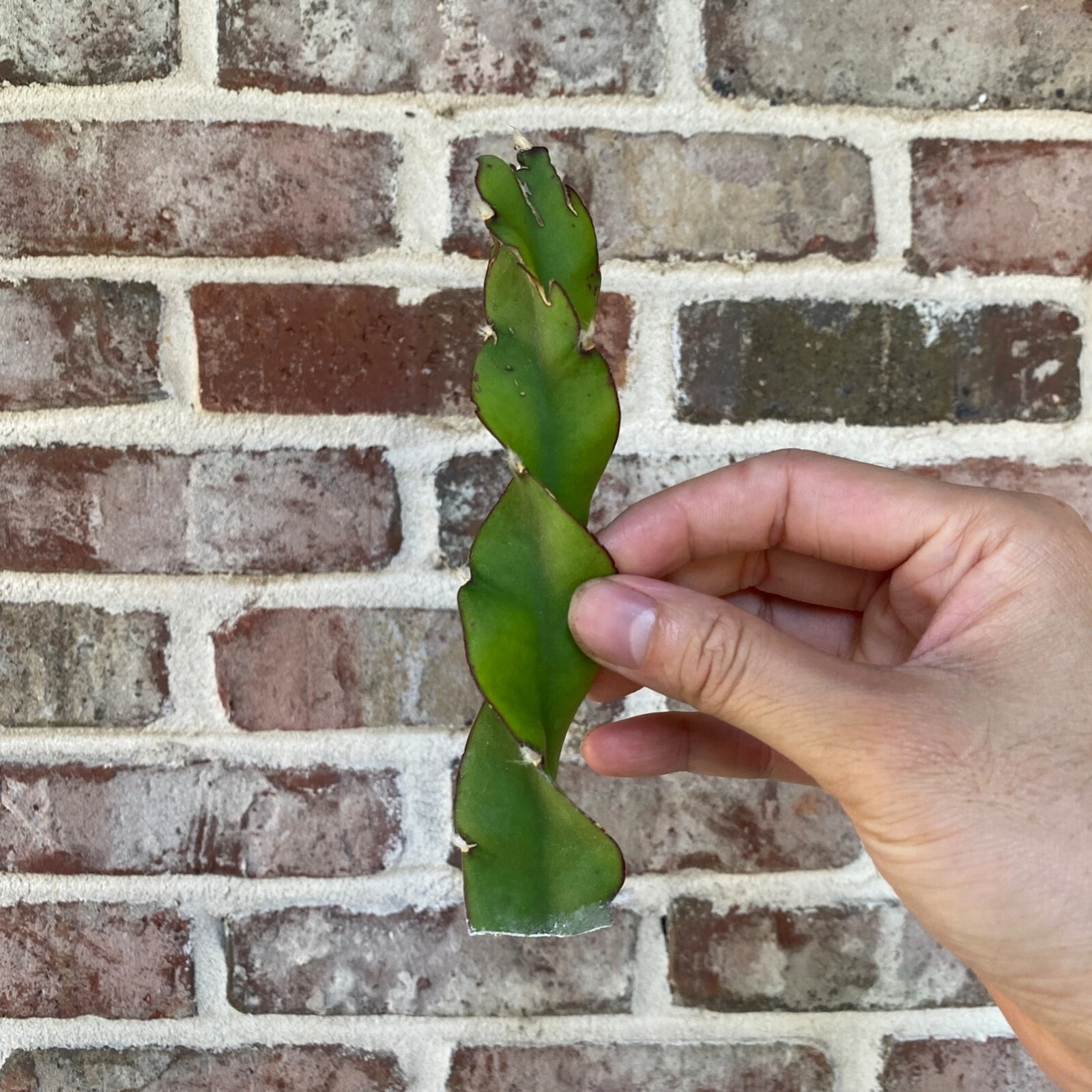 Lepismium cruciforme f. spiralis Hurricane Cactus – 6 Inch Unrooted Cutting – Trailing Cactus Starter