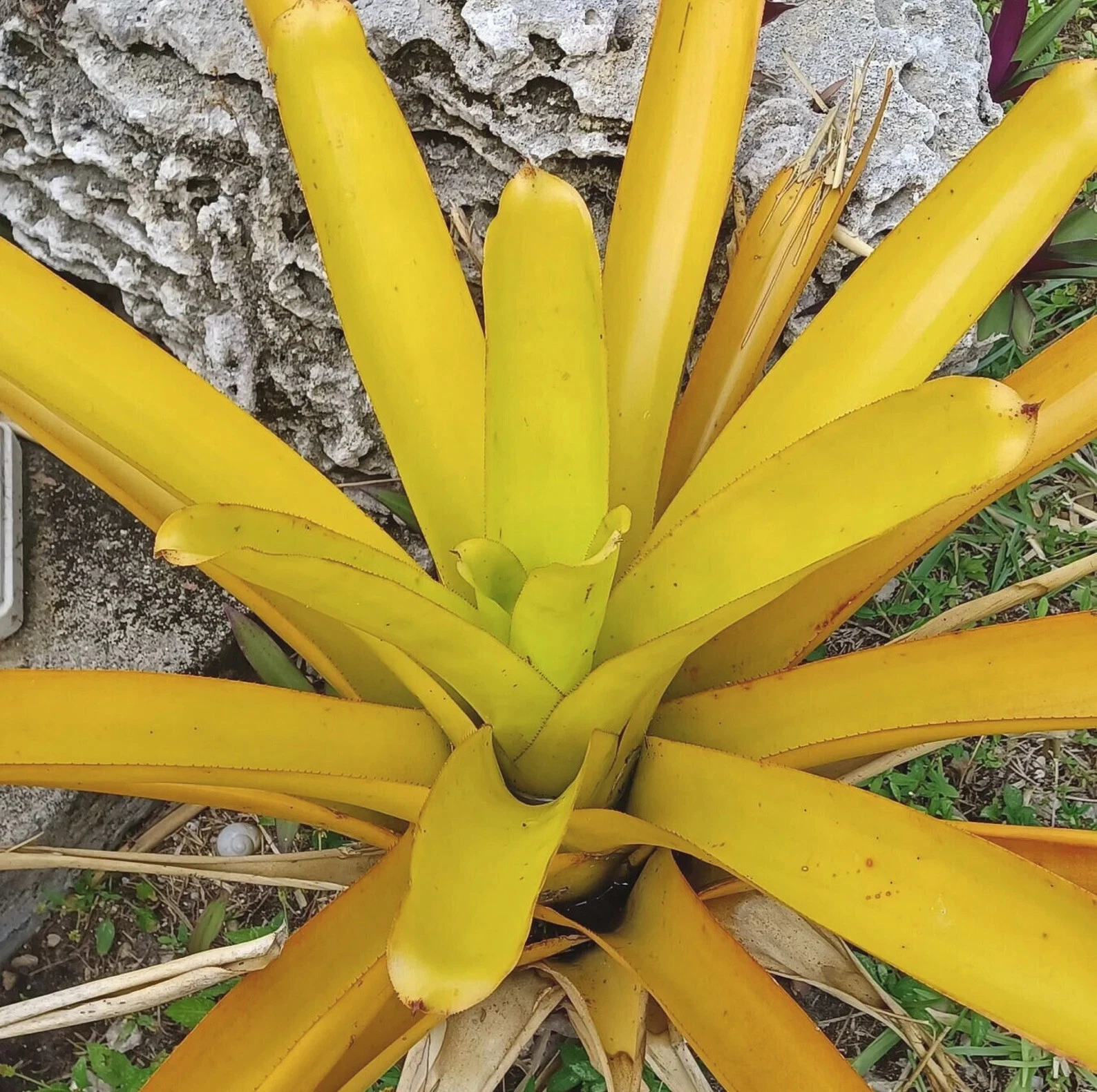 Aechmea Lemon Blanchetiana Bromeliad Pup | Bright Yellow Full-Sun Bromeliad | Live Plant Starter for Garden or Patio