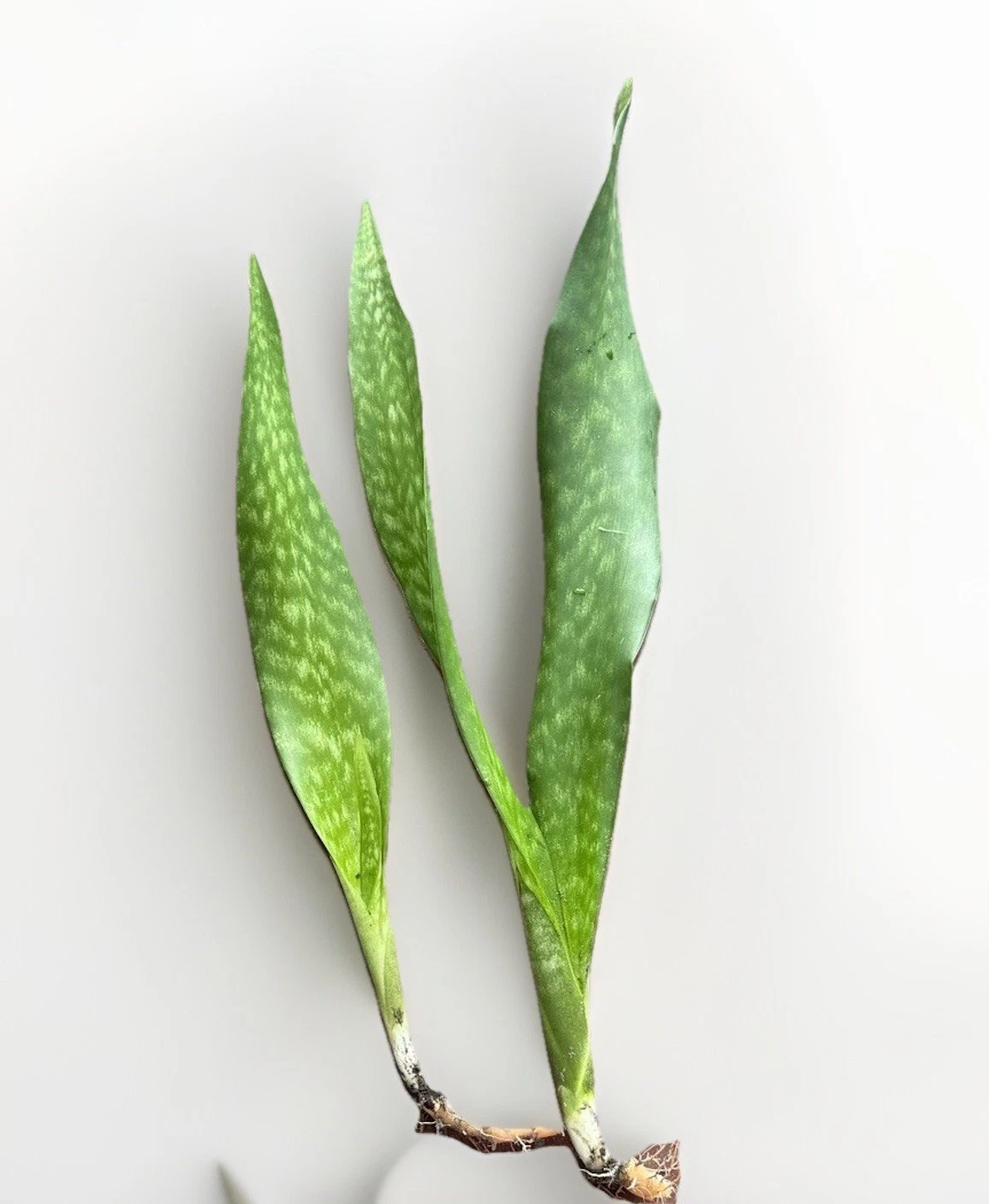 Snake Plant Rooted Set – Live Sansevieria Plants – Healthy Starters Ready to Plant