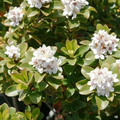 Yeddo Hawthorn Cuttings for Planting – 5 Unrooted Crataegus pinnatifida Cuttings for Rooting or Grafting