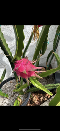 Taiwan Ruan Zhi Da Hong Dragon Fruit Cutting – 10–15 Inch Unrooted Pitaya Stem for Planting