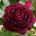 Twilight Zone Rose Cuttings – 3 Fresh Unrooted Stems for Rooting or Grafting, Rare Deep Purple Rose Variety