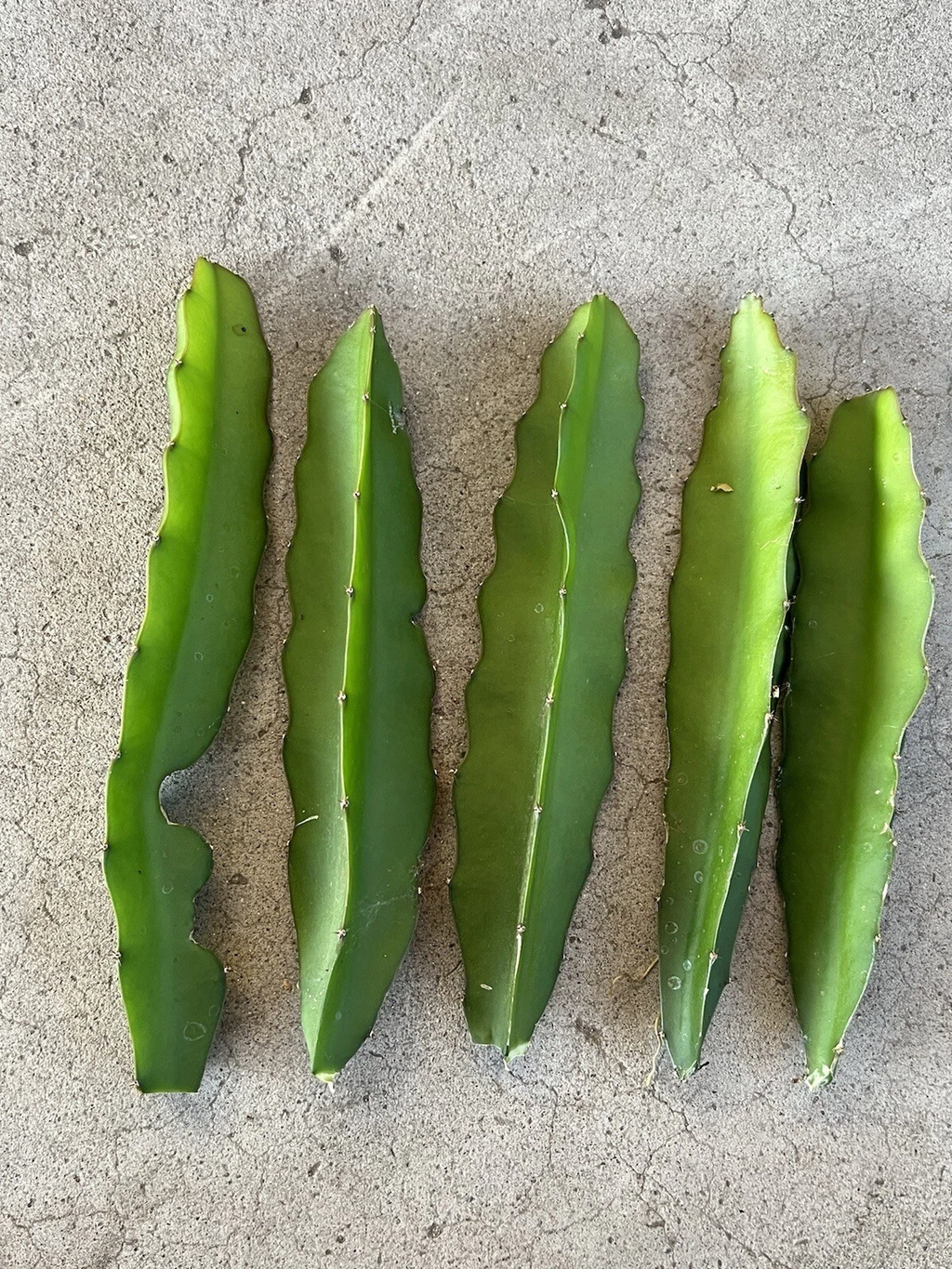 Red Dragon Fruit Cuttings – Pink Skin Red Flesh – 5 Fresh Pieces Ready to Plant