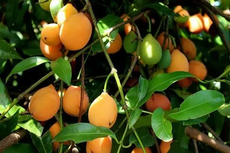 Achacha Fruit Tree Cutting – Garcinia humilis Unrooted Cutting, Exotic Tropical Plant for Propagation, Freshly Harvested Stem