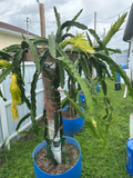 Florida Physical Graffiti Dragon Fruit – Rare Hybrid Cutting 12" | Hylocereus Pitahaya Vine Starter with Sweet Fruit