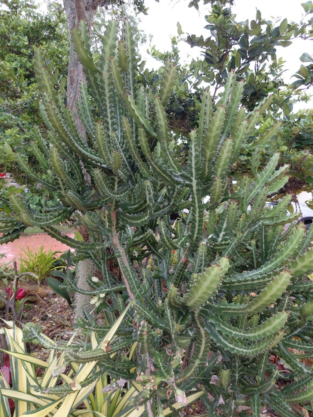 Dragon Bones Cactus Cutting – Large Euphorbia lactea ‘Candelabra’ Milk Stripe Variegated Stem for Propagation