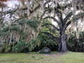 Lauren Live Oak Tree Starter Plants for Planting – 4 Rooted Quercus virginiana Evergreen Trees, 6–12 Inches