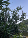 Dracaena Marginata Cuttings – 25 Bulk Dragon Tree Stems, Live 6–10" Pieces for Bonsai, Indoor Pots & Wholesale Propagation
