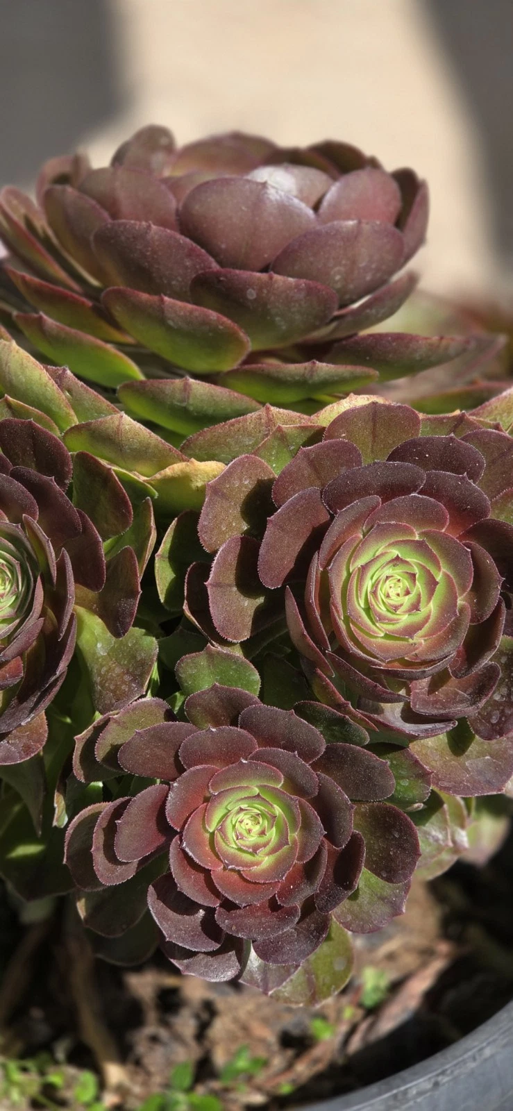 Aeonium Halloween – Live Succulent Cutting – Fresh Unrooted Aeonium Stem for Planting