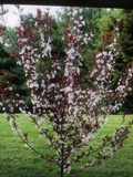Cistena Plum Trees for Planting – 2 Live Purple Leaf Prunus × cistena Ornamental Trees Approx 2 Ft