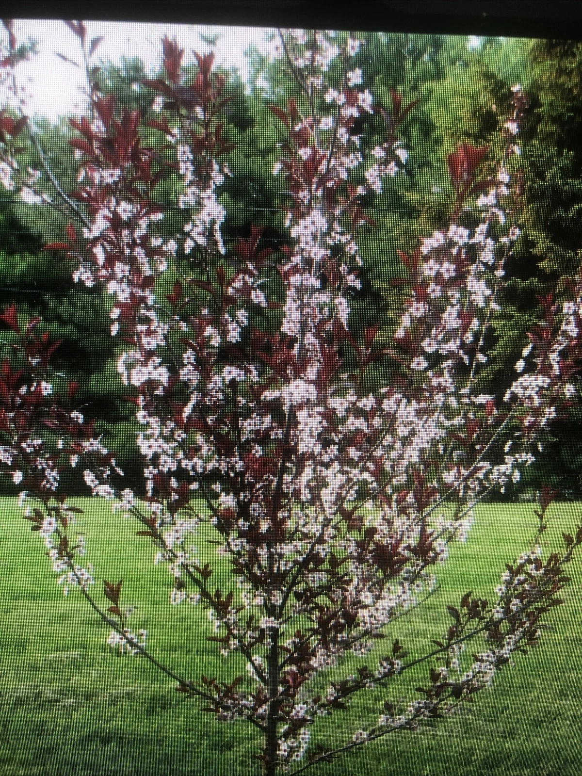 Cistena Plum Trees for Planting – 2 Live Purple Leaf Prunus × cistena Ornamental Trees Approx 2 Ft