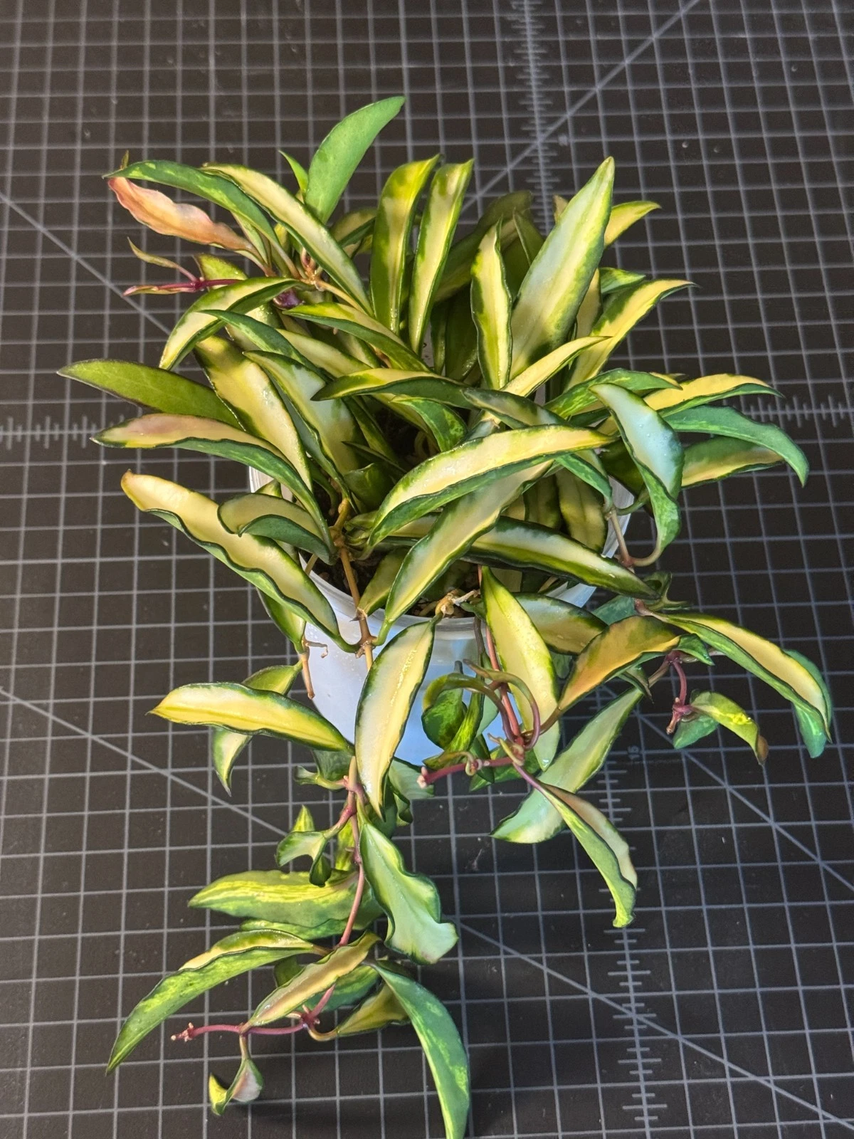 Hoya Kentiana Inner Variegated Cutting – 3 Node Live Hoya Vine Cutting, Rare Variegated Wax Plant for Indoor Growing
