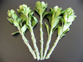 Pereskiopsis spathulata Grafting Stock Cutting – One 4 Inch Unrooted Cactus Cutting for Grafting Leaf Cacti