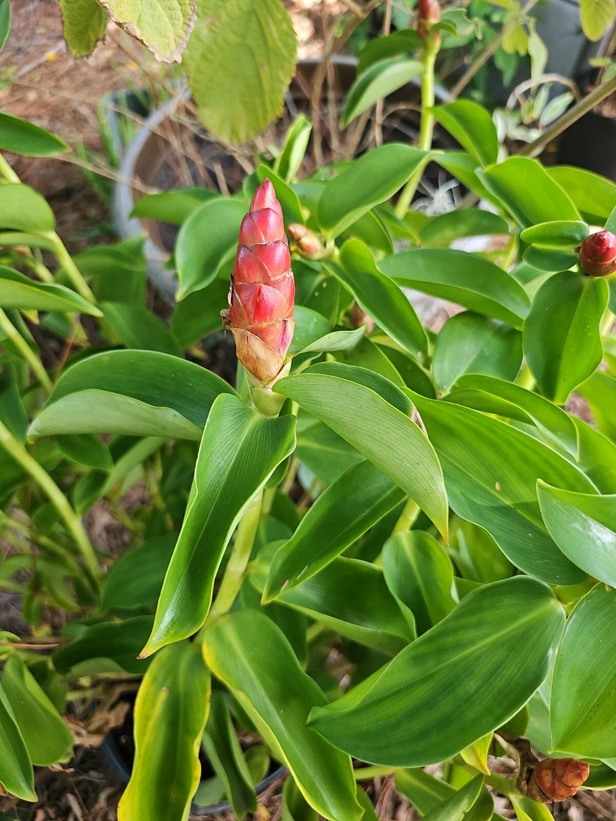 Red Button Ginger Costus Woodsonii – Rooted Spiral Ginger Plant 10–12 Inch Starter