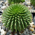 Euphorbia susannae – Live Succulent Cactus in 4" Pot | Rare Compact Euphorbia Plant | Unique Collector’s Succulent