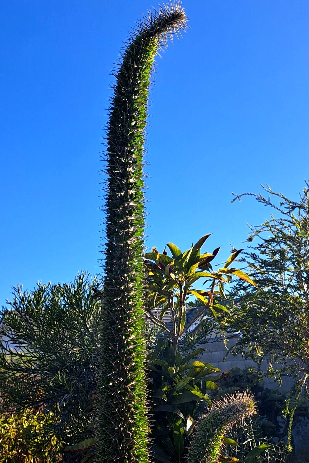 Didierea trollii Octopus Cactus Cutting – 1 Large Unrooted Cutting 28–32 Inches for Planting