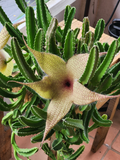Stapelia Gigantea Cutting – Starfish Flower Succulent Cutting – Live Unrooted Stem for Planting