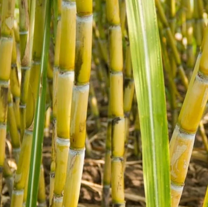 Yellow Sugarcane Cuttings – 20 Saccharum Officinarum Stalk Pieces 18in Long with 3–4 Nodes Each for Planting
