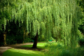 Weeping Willow Cuttings – 12 Unrooted White Willow Starts, Live Salix Branches for Fast Growing Shade Trees & Landscaping