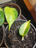 Philodendron Heartleaf – Rooted Cutting in 3 Inch Pot, Easy Indoor Trailing Houseplant