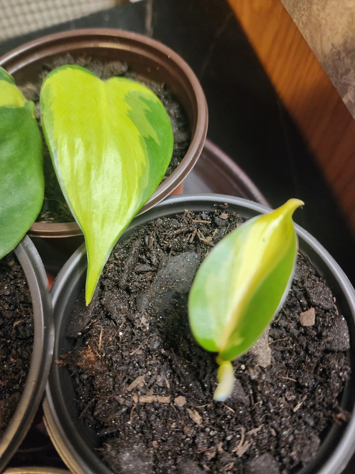 Philodendron Heartleaf – Rooted Cutting in 3 Inch Pot, Easy Indoor Trailing Houseplant
