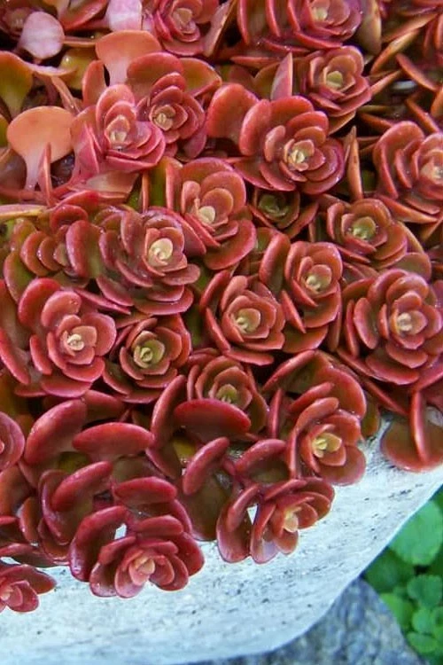 Coral Reef Stonecrop Sedum Cuttings – Lot of 5 Unrooted Succulent Stems for Propagation