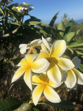 Yellow Plumeria Cutting – 10" Rooted Hawaiian Frangipani Single-Head Stem for Planting