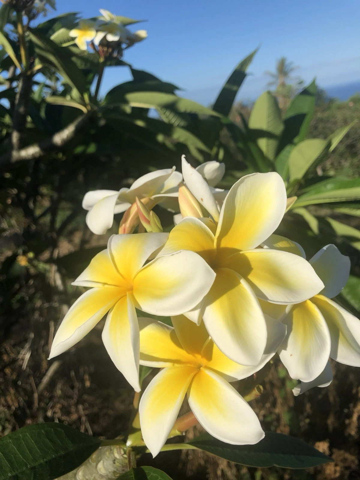 Yellow Plumeria Cutting – 10" Rooted Hawaiian Frangipani Single-Head Stem for Planting