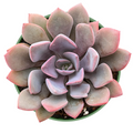 Graptoveria ‘Debbi’ – Live Pink Succulent Plant Fully Rooted in 4 Inch Pot – Rosette Form Ready to Grow