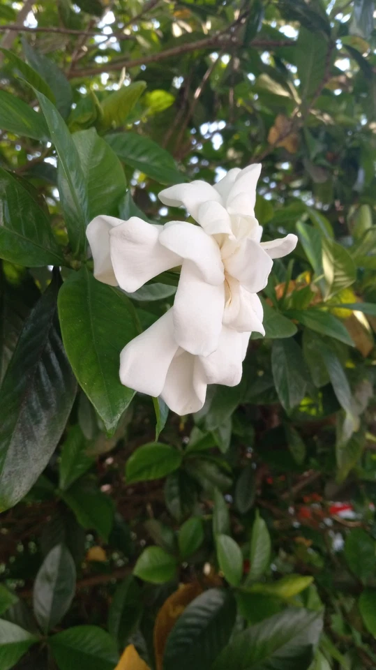 Florida Gardenia Cape Jasmine Cuttings for Planting – 10 Fresh Stems, Fragrant Double White Flower Shrub