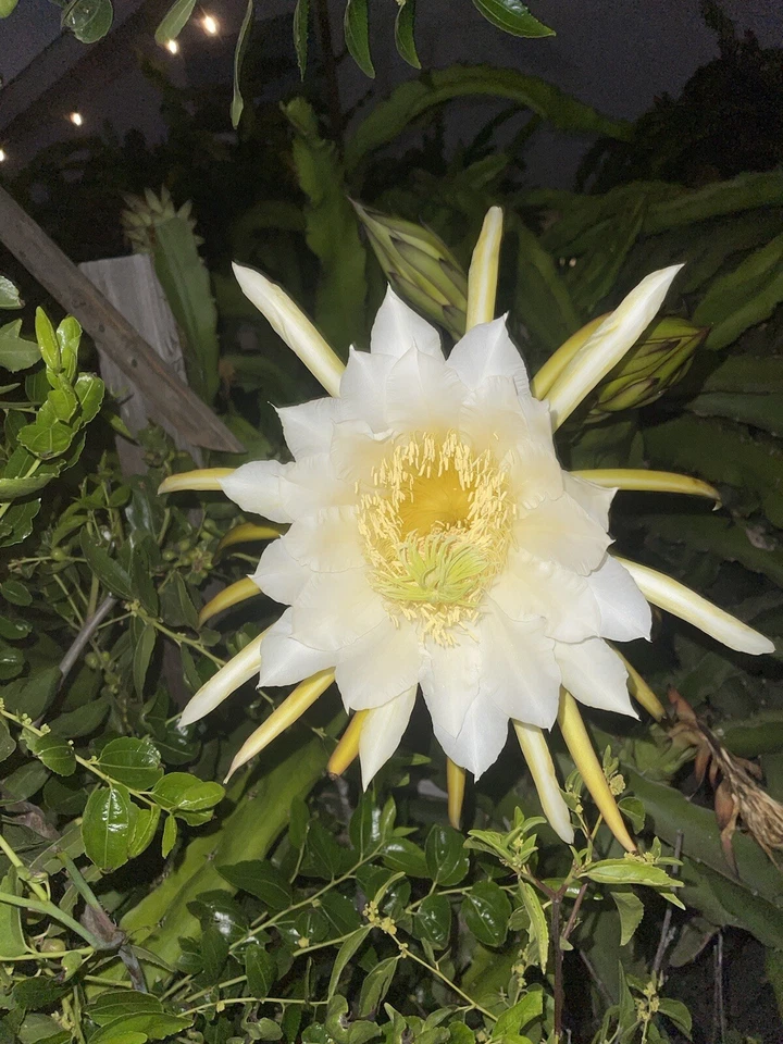 Mature “LISA” Dragon Fruit Cuttings – Premium Hylocereus Variety for Rooting and Growing, Large Healthy Starter Stems