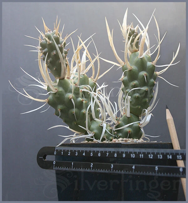 Paper Spine Cactus Live Plant – Tephrocactus articulatus papyracanthus, Potted Succulent with Papery Spines