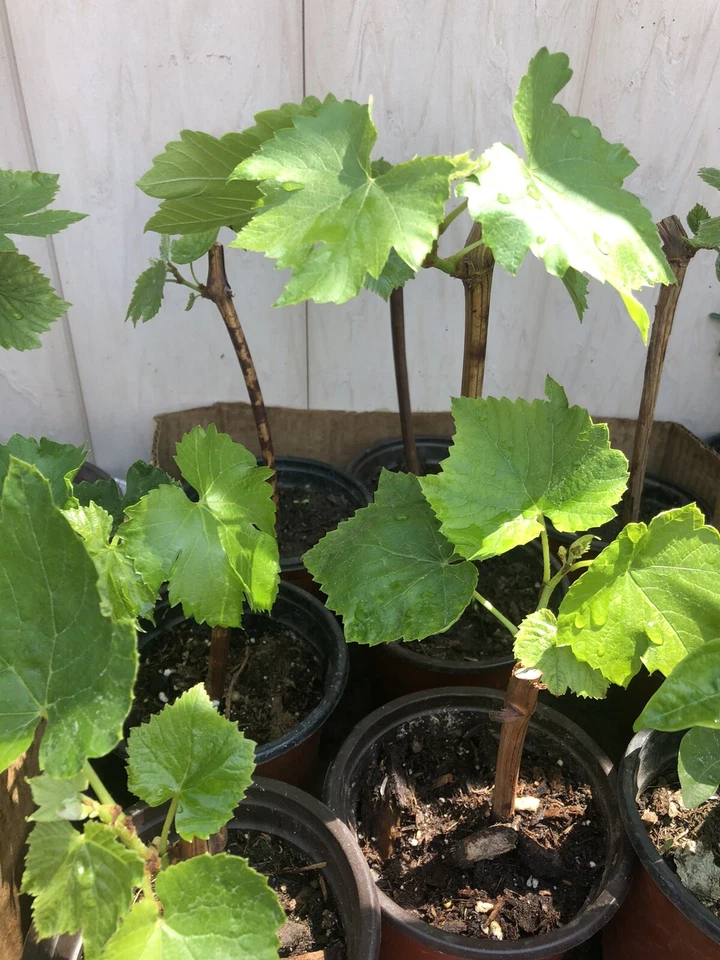 Green Grape Vine Cutting with Pot – 12" Seedless Variety, Live Ready-to-Plant Starter for Garden Trellis & Fruit Growing